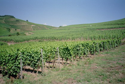 Wijngaarde in de Elzas